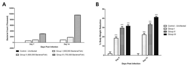 M. marinum 초기 감염량에 따른 제브라피쉬 내 생균 수의 변화 및 제브라피쉬 body weight의 변화 (A) 각기 다른 M. marinum 초기 감염량은 제브라피쉬 내의 면역 반응에 의한 clearance 또는 질병으로의 발전과 같은 생체 내 증식 생균 수의 양적 변화를 일으킬 것이며, (B) 적정 초기 감염량 이상에서는 결핵과 유사한 숙주 즉 제브라피쉬의 몸무게 감소가 관찰될 것이다