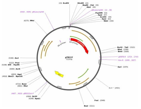 M. marinum-RFP (붉은 형광 단백질 ; Red fluorescent Protein) 균주 확립에 사용된 Addgene pTEC27 (Plasmid #30182)