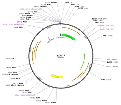 M. marinum-GFP 형광 균주 확립에 사용된 Addgene pTEC15 (Plasmid #30182). 이 플라스미드 mWasabi 유전자는 상기 프라이머를 사용하여 증폭하였다