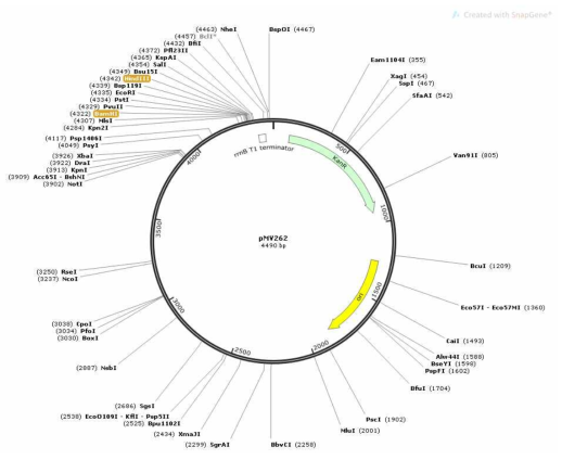 M. marinum-GFP 형광 균주 확립에 사용된 pMV262 플라스미드. pTEC15 플라스미드에서 증폭된 mWasabi 유전자는 pMV262 플라스미드로 클로닝 되었고, M. marinum으로 형질전환 되었다