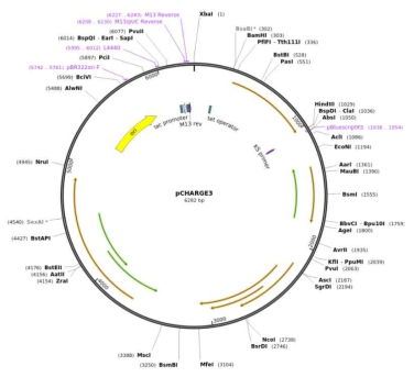 M. marinum-Turbo3 균주 확립에 사용된 Addgene pCHARGE3 (Plasmid #24658)