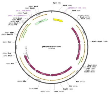 M. marinum-lux 발광 균주 제작에 사용한 pMV306hsp+LuxG13 플라스미드 (Plasmid #26161)