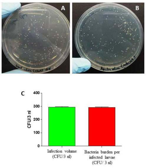 Stock M. marinum의 정량화된 CFU와 실제 감염된 후 생체 내 생존하는 M. marinum 균주의 CFU 차이 확인 (A) 감염 전 –80℃에 보관된 감염 stock 3 nL의 M. marinum을 도말한 후 CFU. (B) -8 0℃에 보관된 감염 stock 3 nL의 M. marinum을 제브라피쉬에 감염시킨 직후 제브라피쉬를 분쇄 측정한 생체 내 M. marinum CFU. (C) 이렇게 관찰된 M. marinum의 수를 수치화 및 통계화하여 그래프로 나타내었다