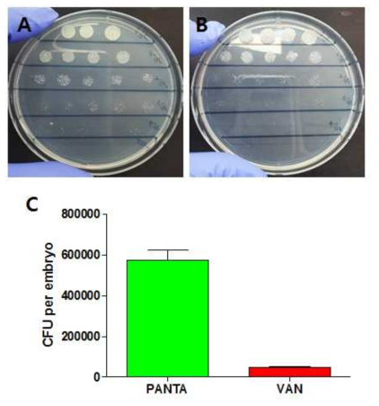 M. marinum 감염 제브라피쉬를 분쇄 후 PANTA와 VAN agar 플레이트를 사용한 총균수 측정 (A) M. marinum 감염 제브라피쉬를 분쇄 후 10배수 희석법을 통해 7H10 OADC PANTA agar 플레이트와(A) VAN agar 플레이트(B)에 도말하였을때의 콜로니 수를 카운트하여 통계화한 그래프(C)