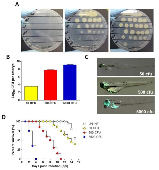 항결핵 약물 및 후보 물질의 약효를 위한 제브라피쉬 감염모델을 확립하기 위해 최적의 감염량 및 생존 곡선 확립. (A 그리고 B) 50, 500 그리고 5000 CFU를 배아 제브라피쉬에 감염하여 5일 후에 분쇄 후 Oleic acid-albumin-dextrose-catalase(OADC)를 포함한 7H10 배지 + Tween 80 + 0.25% + glycerol 20% + PANTA 플레이트에 CFU 적정을 진행하였다. 또한, 50, 500 그리고 5000 CFU 형광 M. marinum-GFP 균주를 배아 제브라피쉬에 감염하여 12일 후 형광현미경을 통하여 감염된 제브라피쉬 내에 M. marinum-GFP의 생체 내 전파를 관찰하였다 (C). 또한, 동량의 CFU를 감염후 약 15일 동안 감염된 제브라피쉬의 생장을 관찰하였다 (C). (n=20 / group)