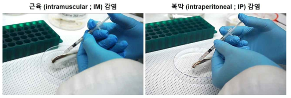 제브라피쉬 성체의 근육과 복막에 인슐린 주사기를 사용한 M. marinum을 감염