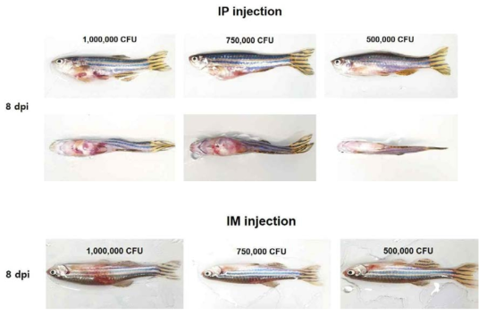 각기 다른 감염 방식(복부 ; IP 및 근육 ; IM) 및 각기 다른 M. marinum 감염량 (1,000,000, 750,000 그리고 500,000 CFU)을 감염시킨 후 8일 후부터 보이는 성체 제브라피쉬의 형태적 모습