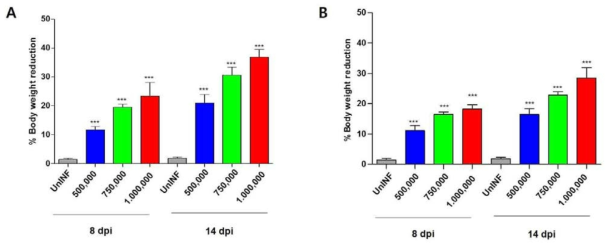 감염량 CFU에 따른 감염 제브라피쉬의 체중 변화. IP (A) 그리고 IM (B)을 통한 감염