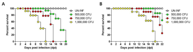 감염량 CFU에 따른 감염 제브라피쉬의 생존 변화. IP (A) 그리고 IM (B)을 통한 감염