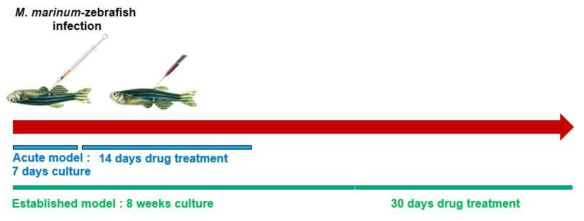 in vivo efficacy 모델은 acute model 및 established model 각각의 방법으로 이루어질 것이다. (Plos pathogen 2012 vol8 issue 9 e1002944) 3000 cfu