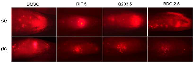 성체 제브라피쉬 (n = 5)에 TdTomato-M. marinum 복강 감염 후 8주후약물을 30일동안 약물을 처리하지 않았을 때와 (a), 30일동안 약물처리 후(b) 제브라피쉬 내부에서 균이 발현하는 RFP를 관찰하였다