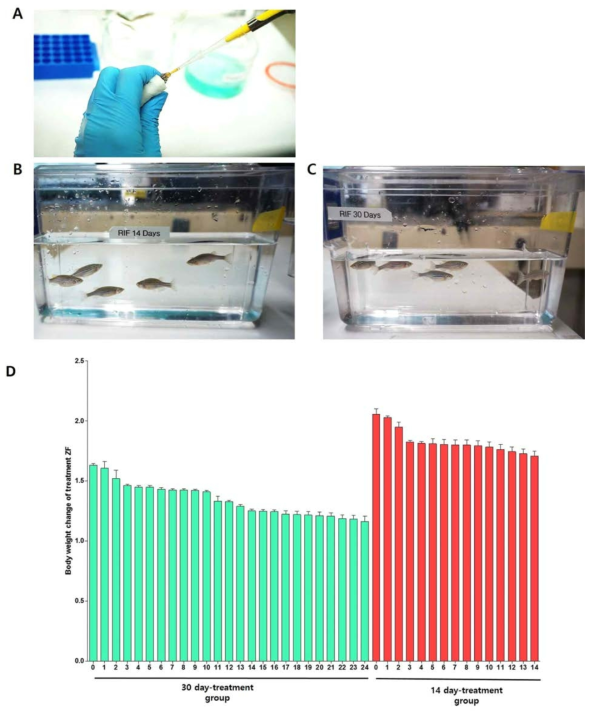 성체 제브라피쉬에 항생제를 처리하는 과정(A). 약 14일 동안 연속처리 그룹 (B) 그리고 30일 동안 연속처리 그룹 (C)으로 나뉜 그룹은 매일 DMSO에 녹아있는 항결핵제를 직접 제브라피쉬의 입을 통하여 주입한다. 약물을 주입 시 매일 성체 제브라피쉬의 체중을 측정하여 항결핵제의 처리가 제브라 피쉬에게 스트레스를 제공하여 체중 감소를 초래하는지를 측정하였다 (D)