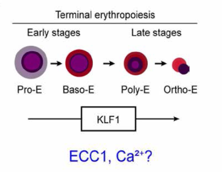 후기 적혈구 분화와 칼슘