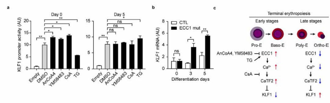 ECC1 매개 칼슘 신호에 의한 분화 시기별 KLF1의 전사 정도 비교 및 작용 기작