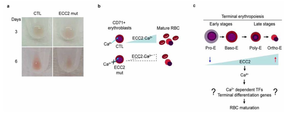 ECC2 돌연변이 세포주의 적혈구 분학능 확인 및 결과 정리