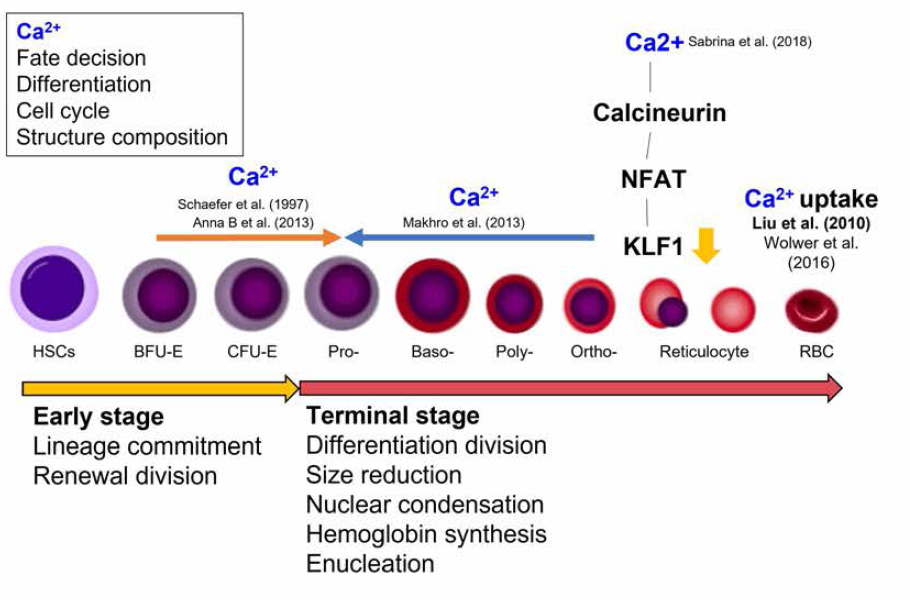 혈액 분화 과정 중 칼슘 채널과 신호 체계