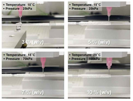 GelMA 바이오잉크 농도별 도관형태프린팅