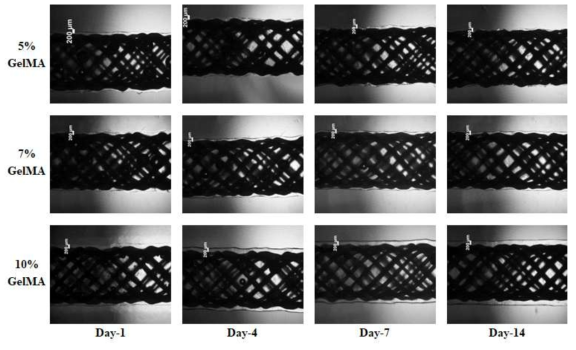 GelMA 바이오잉크 농도 및 일자별 도관형태 유지력