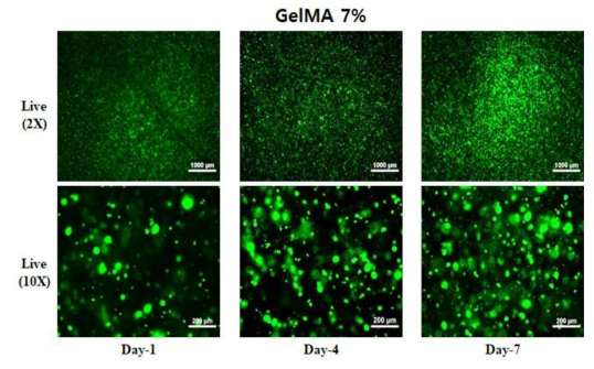 GelMA 7% with CCD-18Co cell Live image (Day-1, 4, 7)