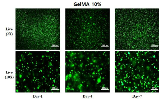 GelMA 10% with CCD-18Co cell Live image (Day-1, 4, 7)