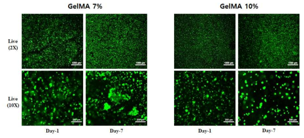 GelMA 7, 10% with Caco-2 cell Live image (Day-1, 7)