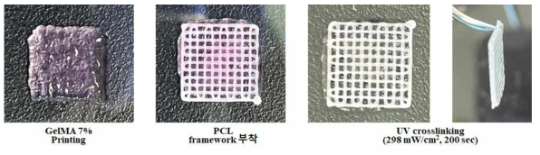 GelMA 7% 평면 지지체 제작 과정