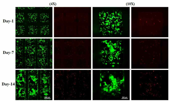Caco-2 : HUVECs (7:3) Live&Dead image (Day-1, 7, 14)