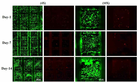 Caco-2 : HUVECs (0:10) Live&Dead image (Day-1, 7, 14)