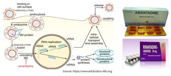 바이러스 감염 억제 기전 (좌) 및 M2 inhibitor 항바이러스제 (우)