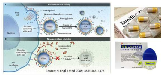 바이러스 감염 억제 기전 (좌) 및 Neuraminidase inhibitor 항바이러스제 (우)