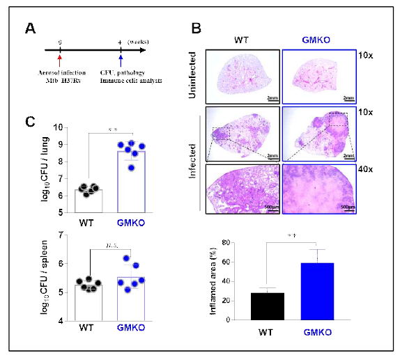 결핵균 감염 GM-CSF KO 마우스에서의 방어능 확인