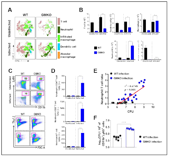 결핵균 감염 GM-CSF KO 마우스의 폐 조직 내 세포 구성 확인