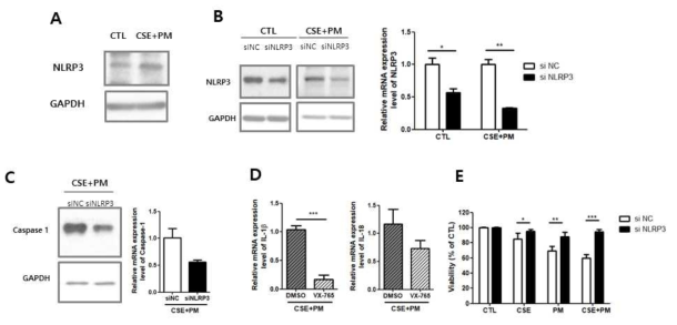 CSE 및 PM2.5 pyroptosis에서 NLRP3의 중요성.. (A) CSE 및 PM2.5 처리 후 Beas2B 세포에서 NLRP3 발현 수준 (B) siNLRP3 처리 이후 NLRP3 단백질과 mRNA가 감소함을 확인함. (C) 이에 따라 caspase 1의 발현도 감소하였으며, (D) IL-1β와 IL-18의 mRNA 수치 감소가 확인됨. (E) NLRP3의 silencing은 세포 생존 가능성을 크게 증가키는 것을 확인함