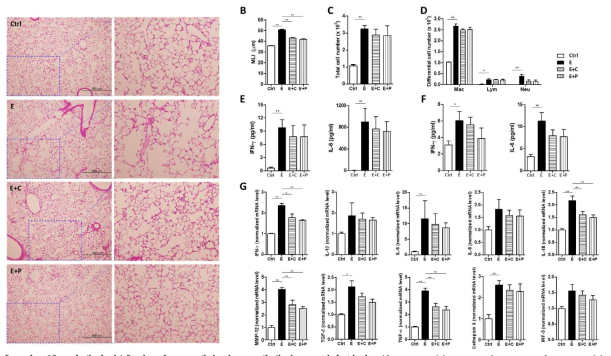 미세먼지/흡연 유도 폐솜상 모델에서 고섬유식이 (fermentable: pectin, non-fermentable: cellulose)를 주었을 때 폐손상이 감소하고 다양한 염증 사이토카인이 감소함을 확인함