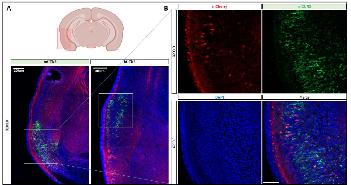 Zdhhc22-BAC-mCherry 형질전환 마우스의 대뇌에서 CCN3 항체를 이용해 Co-localization을 확인한 결과, mCherry를 발현하는 신경세포에서 CCN3 발현이 확인
