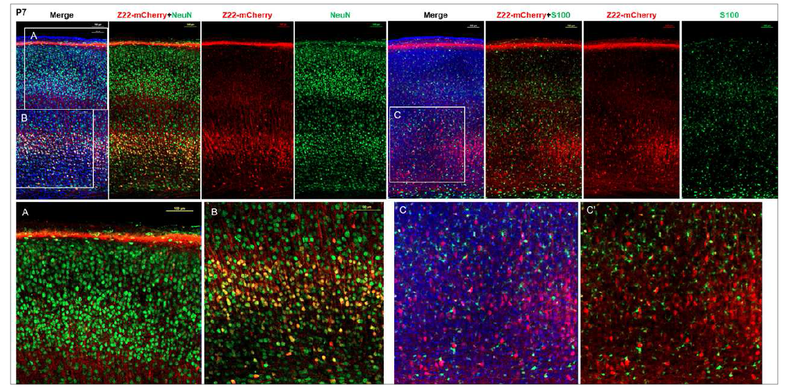 Zdhhc22-BAC-mCherry 형질전환 마우스의 대뇌에서 Neuron-specific marker(NeuN)와의 Co-localization을 확인한 결과, mCherry가 대뇌 피질의 Deep layer에서 NeuN과 같이 발현됨을 확인