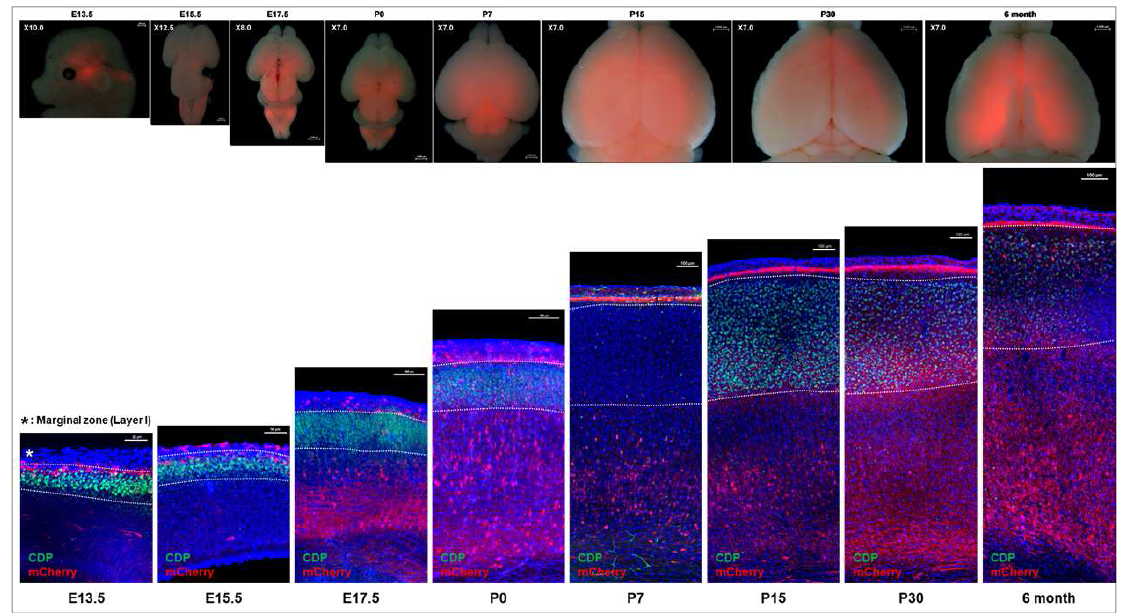 Zdhhc22-BAC-mCherry 형질전환 마우스의 대뇌에서의 발현 패턴을 확인한 결과, 대뇌피질의 Deep layer와 marginal zone에서 발현이 확인