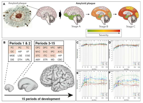 알츠하이머 환자에서 대표적으로 나타나는 Aβ 이상 응집 확산 및 관련 유전자의 생애주주기별 발현 패턴 비교. (A) 노령화에 따라 아밀로이드 응집이 대뇌 전 영역으로 확산함을 그래픽으로 표현. (B-F) 사람의 생애주기 별 뇌 세부영역에서의 전사체 분석(B)를 통해, APP(C), LRP1(D), CCN3(E), ZDHHC22(F)의 발현 변화