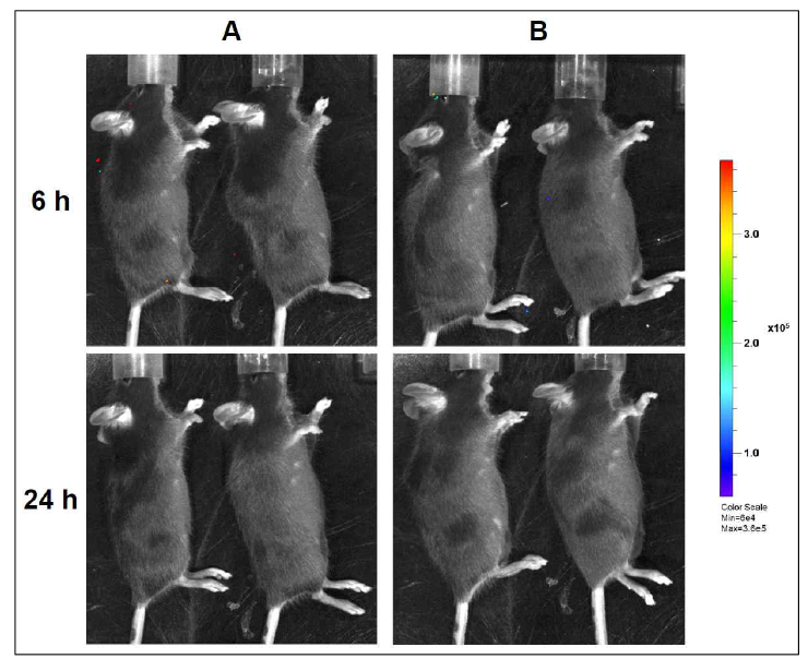 주관연구기관에서 신규 제조한 FLuc mRNA-LNP인 A와 B를 mouse에 유리체강내 주사 후 6시간 및 24시간 경과시점에 소형동물용 형광영상장비(IVIS)로 촬영한 사진