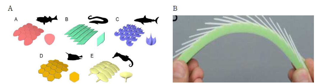 (A) 살아있는 물고기의 일반적인 보호 갑옷의 개략도(왼쪽부터 줄무늬 농어, 갑상어, 상어, 복어, 해마), (B) 물고기 외피를 모방한 복합재료의 굽힘 [M.M. Porter, et al., 2017]
