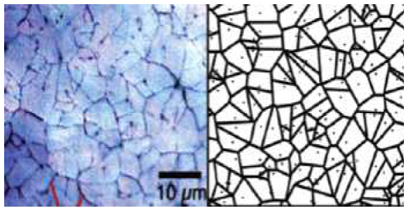 진주층 껍데기에서 보이는 보로노이 다이어그램 셀의 형태[Barthelat F, et al., 2007]