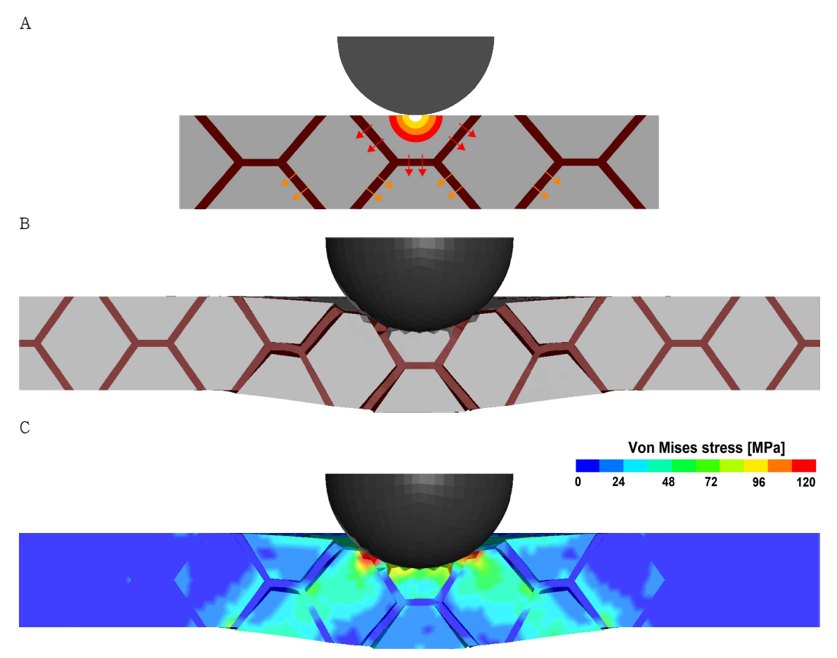 충격 전파: (A) 충격 전파 도식화, (B) 모델 단면에서 수치해석 결과 그리고 (C) 본 미세스 응력 분포