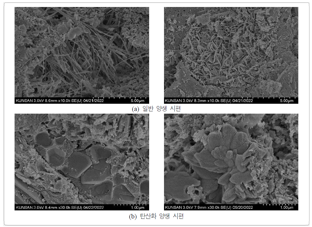 양생조건에 따른 SEM 이미지
