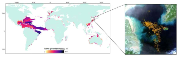 모자반 발생 map 및 관심 영역