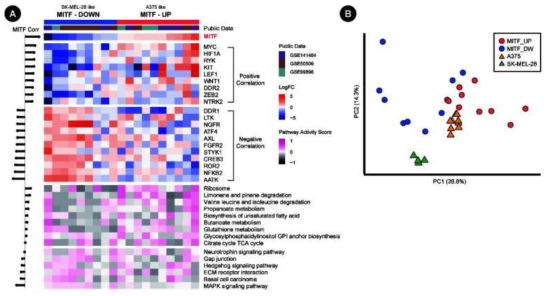 Molecular pathway activity according to MITF gene expression in melanoma