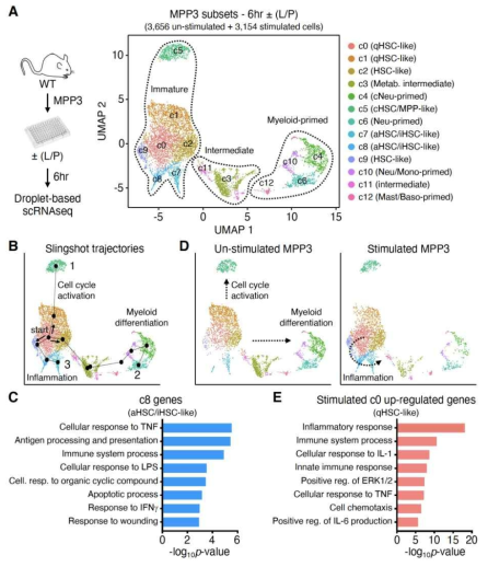 Identification results of heterogeneous cell populations of multifunctional differentiated cells (MPP cells)