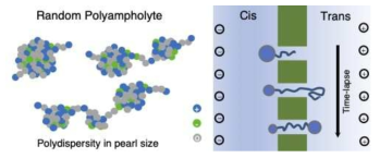 Polydispersity in pearls size of polyampholytes and their translocation