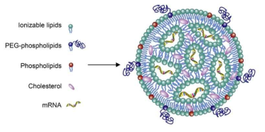 Lipid Nanoparticle Structure [1]