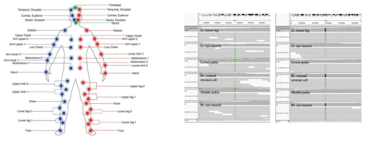 Detection of somatic variation in the early stages of development