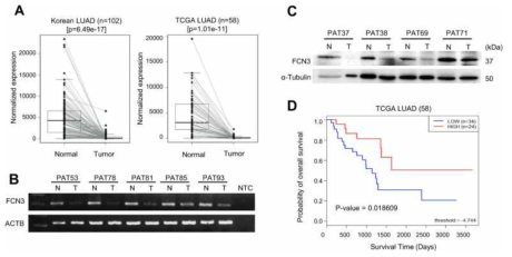 FCN3 expression and survival analysis according to expression in lung adenocarcinoma